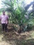 A farmer with his Oil palm